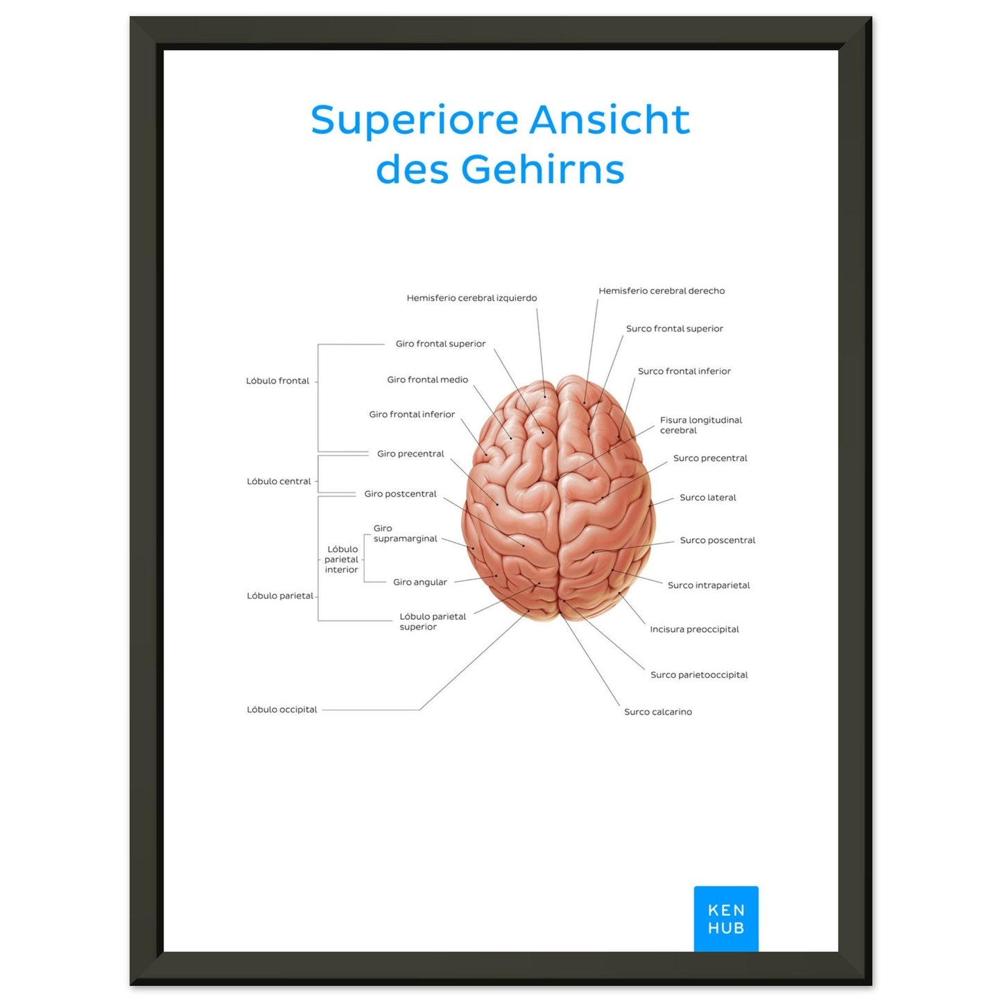 Superiore Ansicht des Gehirns (Deutsch) #poster# by ARTEXPRESSO