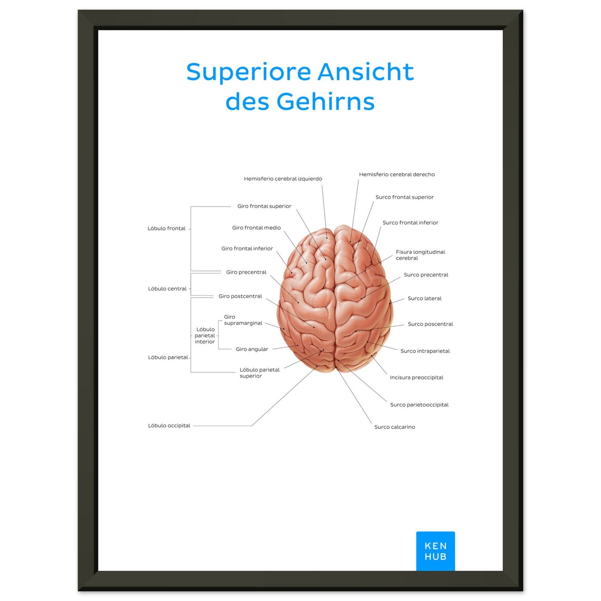 Superiore Ansicht des Gehirns (Deutsch) #poster# by ARTEXPRESSO