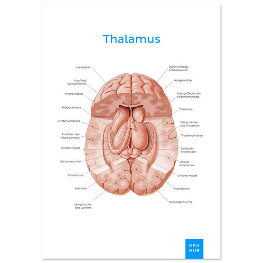 Thalamus (Deutsch) #poster# by ARTEXPRESSO