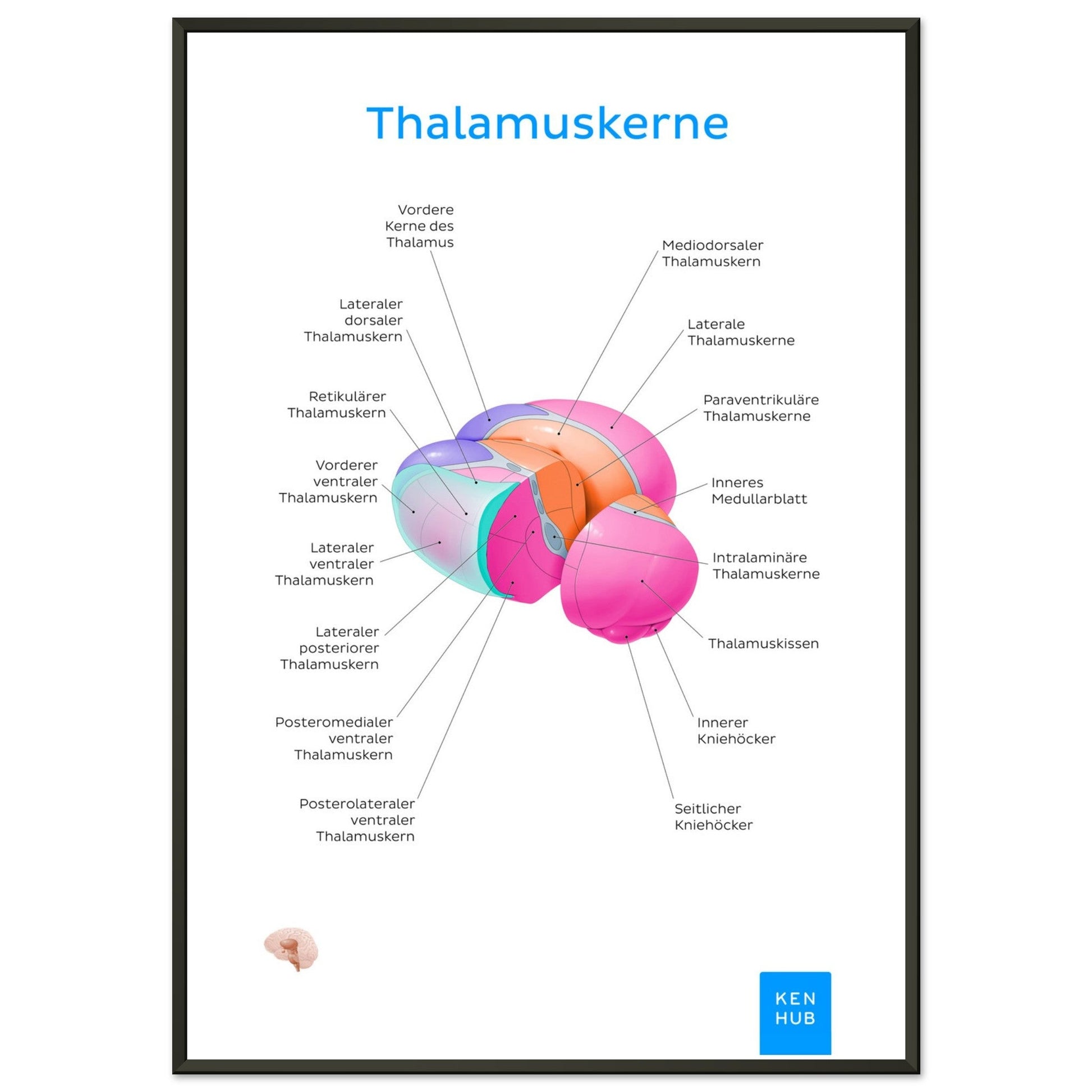 Thalamuskerne (Deutsch) #poster# by ARTEXPRESSO