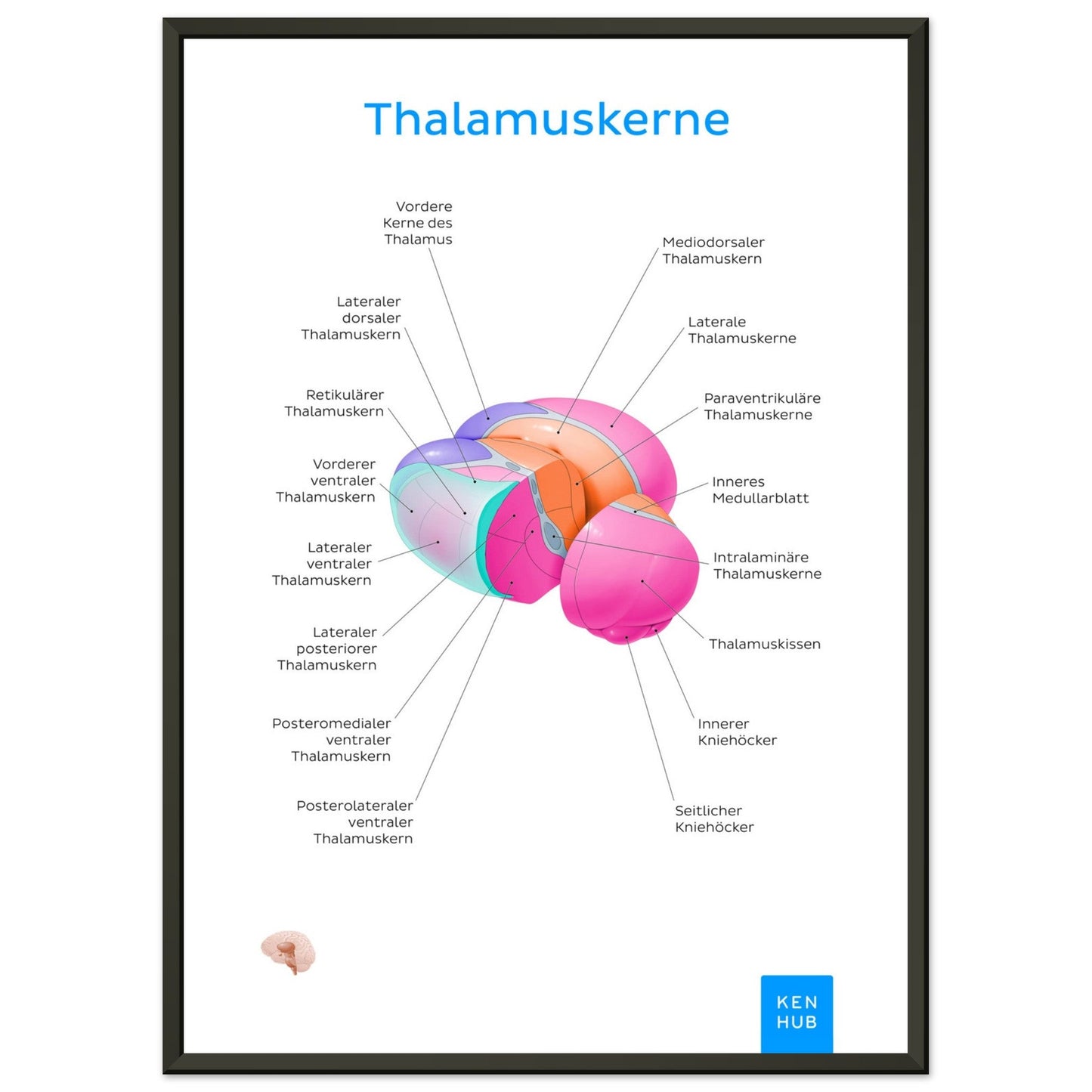 Thalamuskerne (Deutsch) #poster# by ARTEXPRESSO