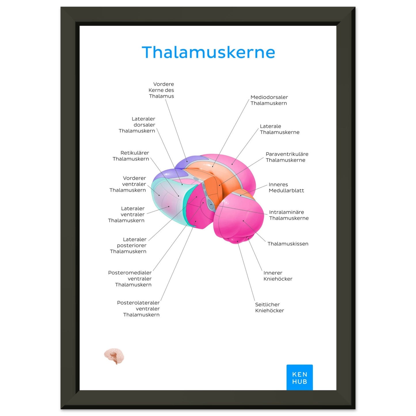 Thalamuskerne (Deutsch) #poster# by ARTEXPRESSO