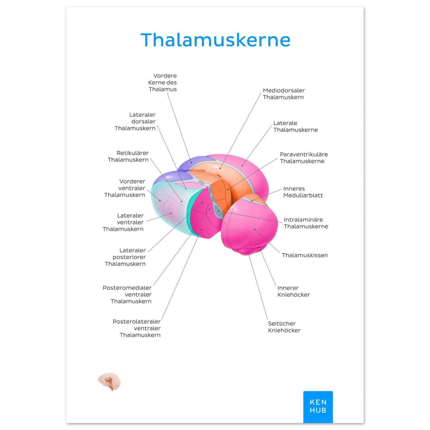 Thalamuskerne (Deutsch) #poster# by ARTEXPRESSO