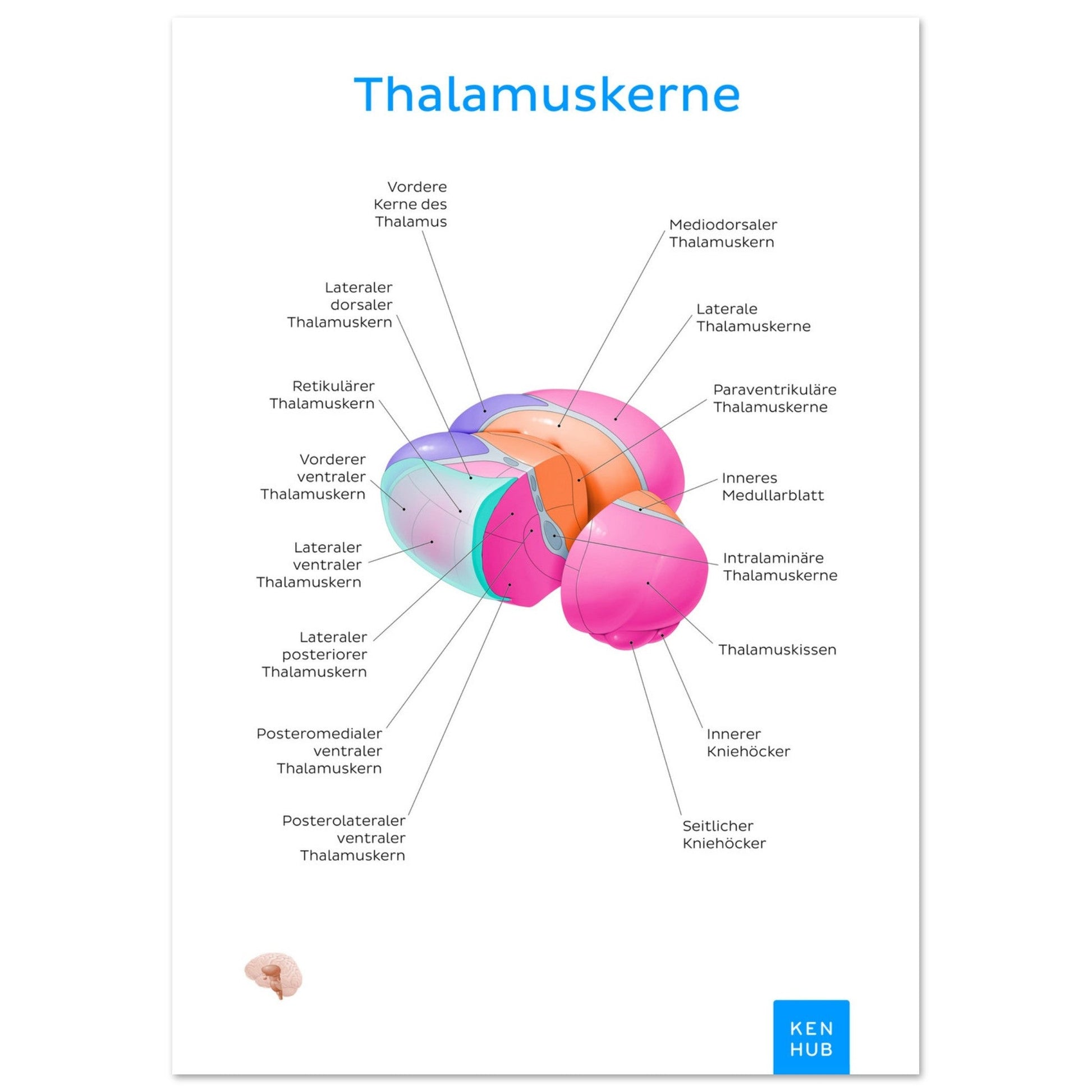 Thalamuskerne (Deutsch) #poster# by ARTEXPRESSO