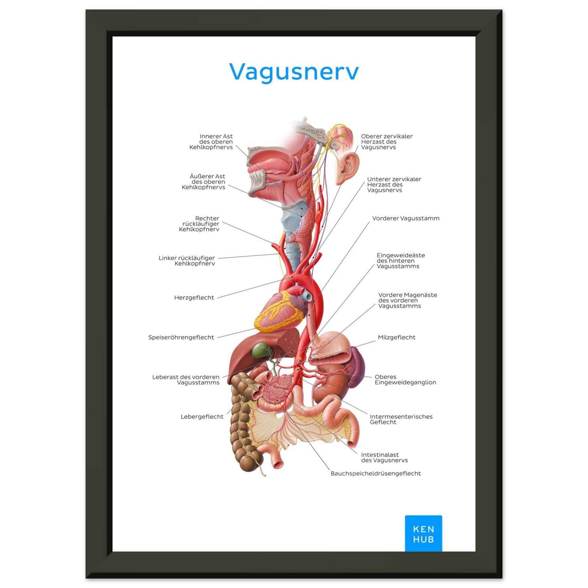 Vagusnerv (Deutsch) #poster# by ARTEXPRESSO