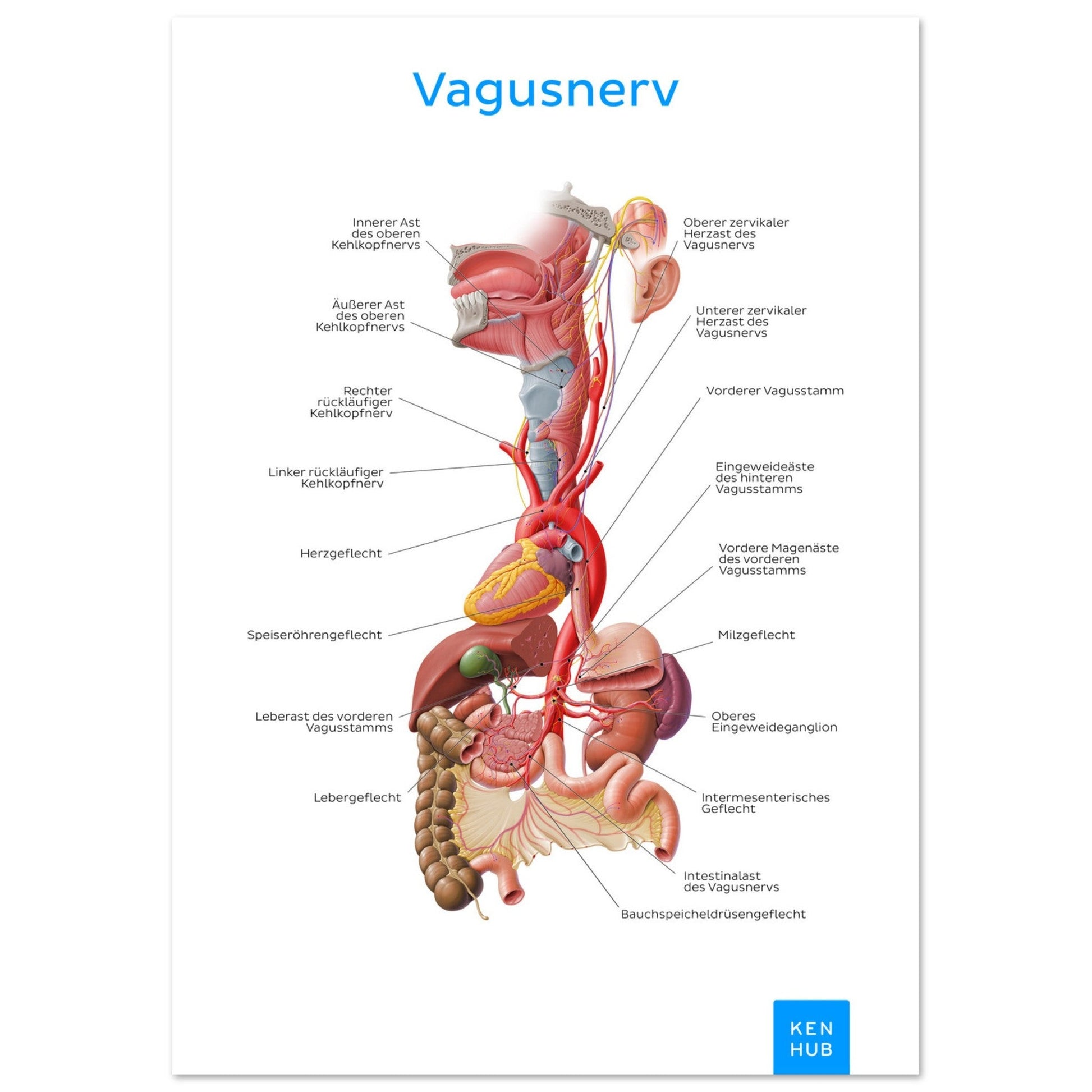 Vagusnerv (Deutsch) #poster# by ARTEXPRESSO