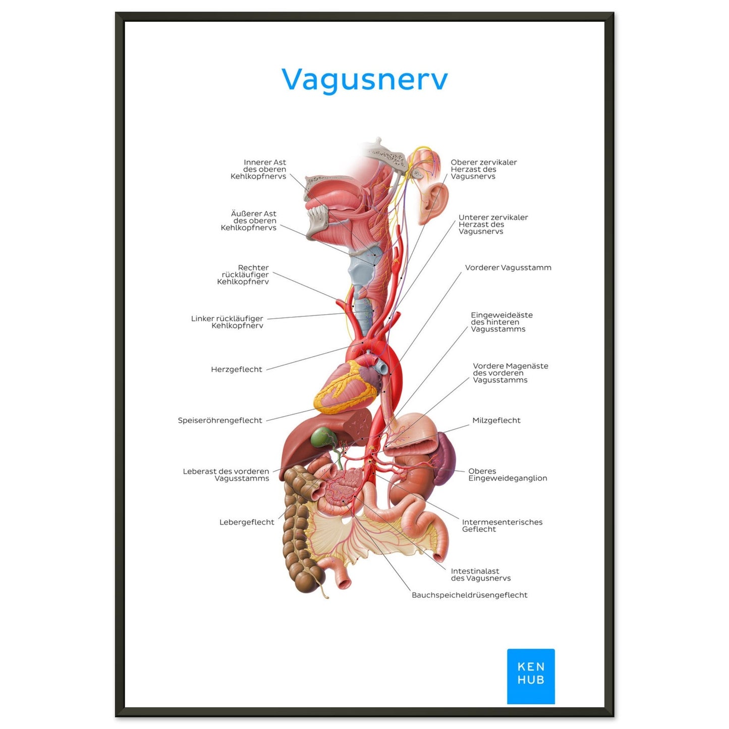 Vagusnerv (Deutsch) #poster# by ARTEXPRESSO