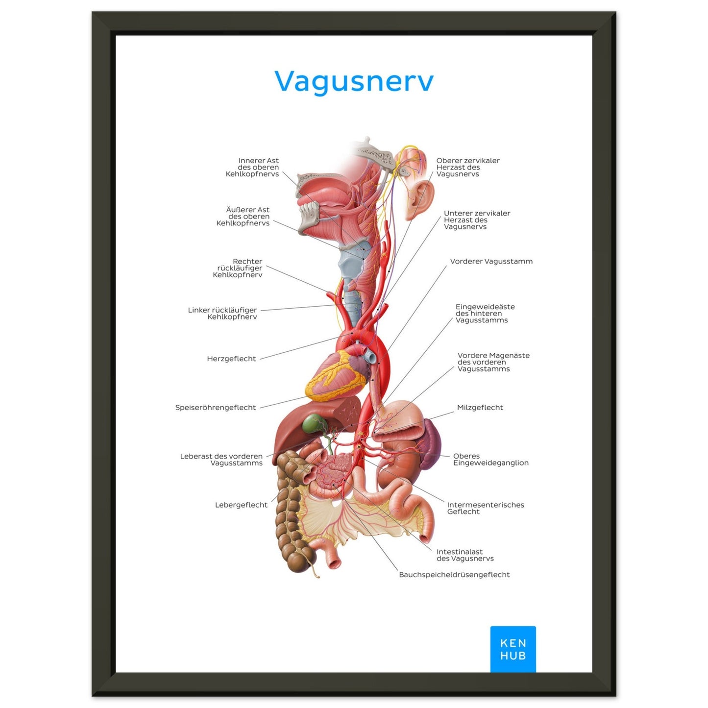 Vagusnerv (Deutsch) #poster# by ARTEXPRESSO